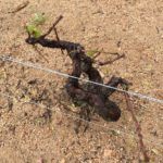 Hail damaged vine in Beaujolais