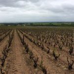 Damaged Vines in Beaujolais