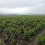 Parcels of unaffected vines